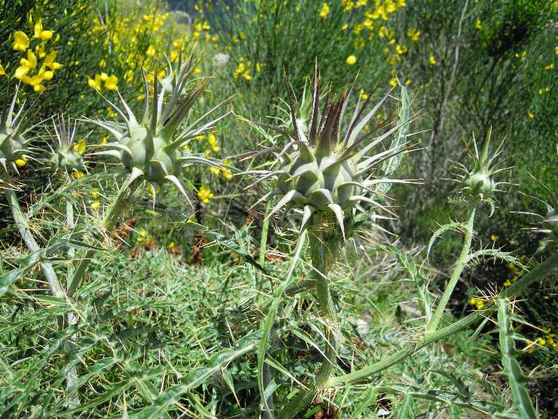Cynara cardunculus / Carciofo selvatico